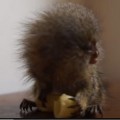 El mono más pequeño del mundo comiendo un macarrón