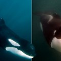 Orca discapacitada sobrevive con la ayuda de su manada (ENG)