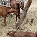 Australia comienza la matanza de 10.000 caballos salvajes para evitar su sufrimiento