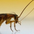 La evolución de las cucarachas pone en aprietos a sus exterminadores