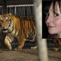 Un tigre mata a la empleada de un zoológico del Reino Unido ante la mirada de cientos de visitantes