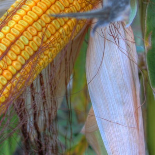 Los beneficios del maíz transgénico desaparecen