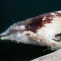 La prohibición de sónares militares en Canarias ha evitado muertes masivas de ballenas desde 2004