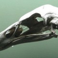 Probado que un águila de Nueva Zelanda cazaba humanos [ENG]