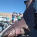 Cae en las redes de un barco de Dénia un tiburón de 1.000 kilos