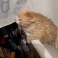 Gato gordo intentando escapar de la bañera