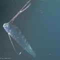 El misterioso pez remo gigante filmado por primera vez bajo el mar[EN]