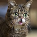 los 10 gatos más famosos de internet