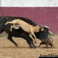 Escándalo en Portugal por imágenes publicadas por el torero João Moura