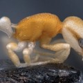 Nueva y misteriosa especie de hormiga