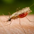 3.000 personas con homeopatía frente a 30 millones de mosquitos de la malaria