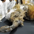 Llega a Japón el mamut que vivió hace 39.000 años en Siberia