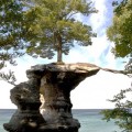 El árbol afortunado de Chapel Rock