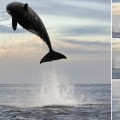 Una orca de ocho toneladas saltando cuatro metros fuera del agua para capturar un delfín