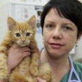 Gatito pierde seis vidas tras ser sometido a una estricta dieta vegana