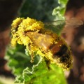 Muerte masiva de abejas: nuevas evidencias sobre pesticidas complican el panorama