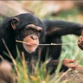 Cómo se "auto-medica" un chimpancé
