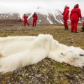 Encuentran en una isla de Noruega un oso polar muerto de inanición por falta de hielo para poder cazar [EN]