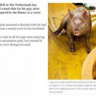 Un granjero holandés instala un tobogán a sus cerdos para que sean más felices