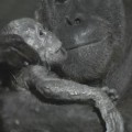 Nacimiento de un orangután [ENG]