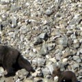 Observan la presencia de osos en León, norte de Burgos y entre Galicia y Asturias