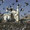 Miedo en Moscú por una invasión de "palomas zombies"
