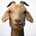 Le prohiben acercarse a las granjas tras tener sexo con cabra