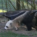 Las patas del oso hormiguero gigante tienen aspecto de pandas