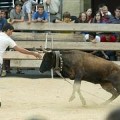 No habrá sokamuturra (toro ensogado) en las Euskal Jaiak de Donostia