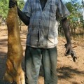 Plaga de gatos gigantes en Australia