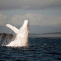 Otra aparición estelar de Migaloo, la ballena blanca