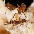 Descubren que las hormigas parásitas son en realidad tropas mercenarias