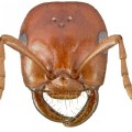 Una hormiga de Sierra Nevada utiliza las mismas técnicas del Imperio Romano para esclavizar a otras hormigas