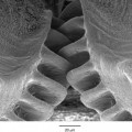 La naturaleza llegó antes: el insecto con un engranaje dentado en sus patas