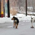Miles de perros semisalvajes invaden las calles de Detroit asolada por la crisis