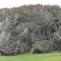 Los árboles retorcidos de Slope Point (ENG)