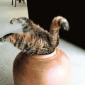 15 gatos que se atreven a ser más aventureros que tú (GIFS)