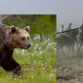 Investigan una denuncia por perseguir un oso a caballo y con lanza en Palencia