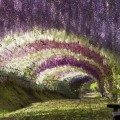 Surrealista túnel de flores en Japón