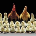 ¿Por qué el trabajo de sexador de pollos es mucho más importante de lo que se cree?