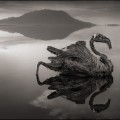 Un lago mortífero convierte a los animales en estatuas
