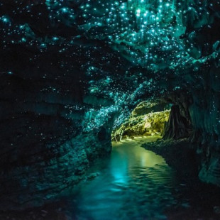 Luciérnagas luminosas iluminan cuevas en Nueva Zelanda