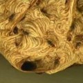 Un nido de avispas asiáticas, el 'sinvivir' de una familia en Irún