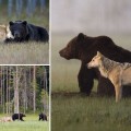 Un fotógrafo capta imágenes de amistad entre un oso y un lobo que comparten la cena durante varias noches [ENG]