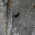 13 fotografías de cabras montesas al filo del acantilado