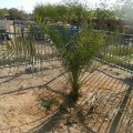 Crece un árbol extinto plantado de semillas que arqueólogos desenterraron en Israel