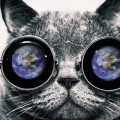 Gatos: así ven el mundo