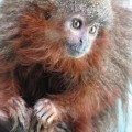 Descubren un mono que ronronea y 400 nuevas especies en un «edén» desconocido en el Amazonas