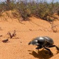 El misterio de los escarabajos 'galopantes'