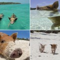La isla de los cerdos nadadores [PT]